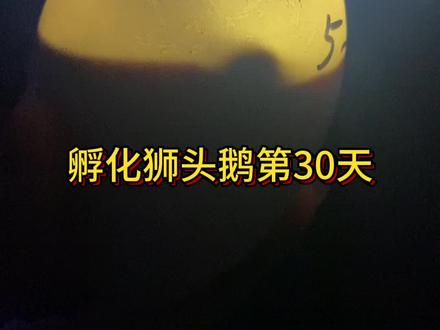 今天是孵化狮头鹅蛋的30天了,这批入孵化箱的时间是6号下午,按照这个时间来算的话刚好30天,今天照蛋2号蛋大头处还有血丝,但是不见动了,这个时间已经发育停止了,估计里面的小鹅已经嘎两三天了,这批初生蛋很上心,翻蛋,凉蛋,喷水都已经做到位了,3号跟五号蛋都可以看到起嘴了,但是还没啄壳,估计要31天才能啄壳,造成这个原因的估计是温暖的问题,因为是恒温37.8度,前期温度可能不太够,小鹅发育慢,加上水床设置的温度跟里面的温度有0.4度的误差,感觉还是得用变温孵化比较好,这次算吸取教训了,只能说孵化的风险无处不在,一天不出壳都有噶的风险,只能不断总结经验了。#现场实拍 #异色狮头鹅 #潮汕狮头鹅 #自繁自养 #纯种狮头鹅苗