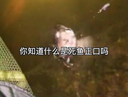 死鱼正口,收竿就走,你会走吗?#钓鱼#钓鱼知识#爱生活爱钓鱼 #2023dou来钓鱼