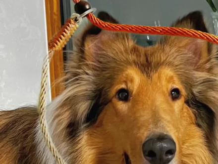 p链p绳,傻瓜教学,一遍就会!#狗狗 #新手养狗 #P链 #P绳 #宠物牵引 #狗绳 #狗狗牵绳 #狗狗训练