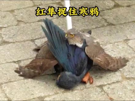 红隼竟然捉住了寒鸦!真是难得一见呢#动物世界 #动物解说