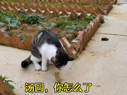 田园猫呕吐,是猫草的错?揭秘汤圆的自救行动 #田园猫 #家猫 #猫吃猫草