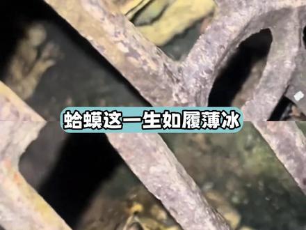 蛤蟆:你知道我这六年怎么过来的吗 #蛤蟆 #万万没想到