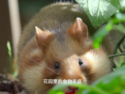 花园中的小精灵们 欧洲花园中的小精灵们,演绎着精彩的动物世界#动物世界 #动物纪录片 #野生动物 #人与自然和谐共处 #助眠