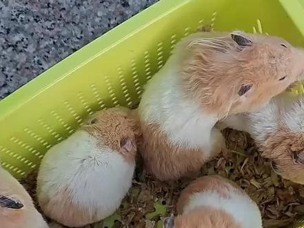 咬人的仓鼠怎么解决#仓鼠🐹 #萌宠 #鳄鱼 #尼罗鳄 #饲养的小动物们