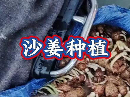 沙姜储存技巧,放一年都不会坏 #沙姜种植 #沙姜高产 #三农 #种植小技巧 #知识分享