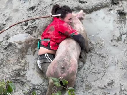 新年猪 祝大家新年快乐 2026年第三头猪 130斤的猪 #挑战抓猪 #泥地抓猪 @贵州麻江抓猪妹文凤琴