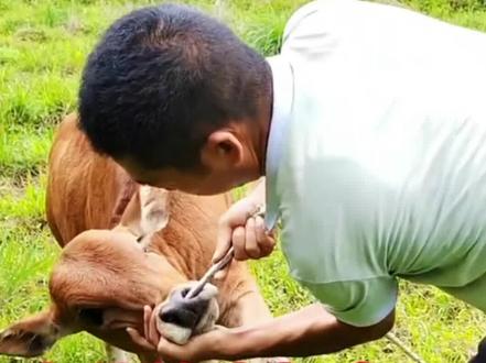 为什么给牛打鼻环#养牛 #养牛人 #三农 #三农流量扶持计划