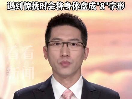 #我国再添蛇类新物种 !"广西两头蛇"现身!无毒!体长仅约22厘米 遇到惊扰时会将身体盘成"8"字形 #新物种广西两头蛇被发现