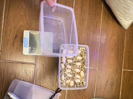 龟蛋孵化教程#剃刀龟 #剃刀蛋孵化 #养龟日常