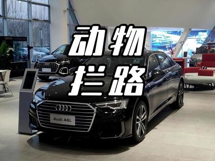 你有遇到过动物拦路吗? #拦路 #开车