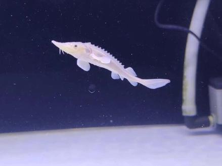 这白化鲟鱼看起来很奈斯啊!挑战一下,别那么快挂了😂#养鱼日记 #水族 #鲟鱼 #白化#白化鲟鱼 #观赏鱼