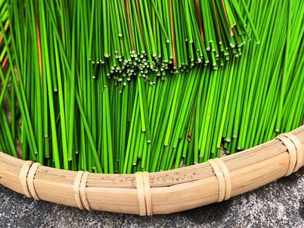 灯芯草又称水灯芯,村里人常常采收回来晒干。#三农 #农村生活