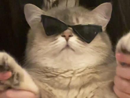 哪只小猫来复仇了#正经小猫 #玩猫丧志 #猫咪摇 #猫咪 #复仇摇