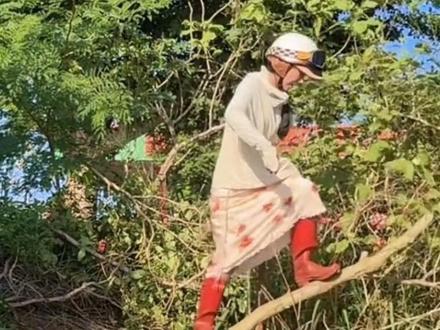 像我们养家种菜的女人想要的东西必须亲自搞到手、瓶盖是拧不开的树是必须挖的动的.我有的是力气和手段#日常分享 #托鲁巴姆砧木 #上热门🔥 #养花人的乐趣 #农村生活