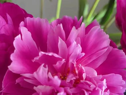 普普你看我的芍药开花了。#芍药 #郝熠然 #菏泽
