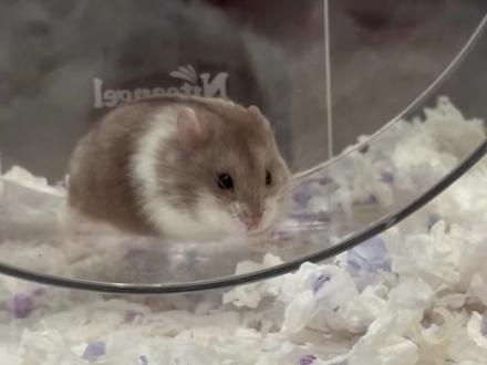 希望可以多一个养鼠人看见。会要鼠命#仓鼠🐹 #新手养鼠