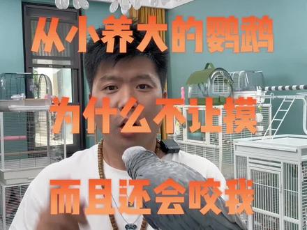 从小养大的鹦鹉为什么不让摸,还会咬我,如果你有这样的困惑一定要耐心看完#鹦鹉 #养鸟经验分享 #科学养宠攻略