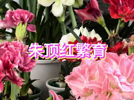 朱顶红的神奇之处,今年一颗球来年球多多#花卉绿植 #朱顶红