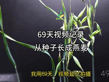 种下燕麦,69天之后做个燕麦早餐。#成长记录 #植物生长过程 #盆栽绿植 #家庭养花 #花卉绿植 #万物生长 #家庭种植 #我的花花草草🌸🌸