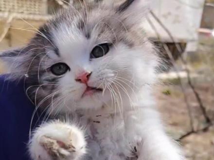 捡猫后续来啦~八级大风里捡来两只病弱小奶猫,经过一段时间的治疗,加上小猫强烈的求生欲,总算是活下来~#救助流浪猫#狸花猫#猫咪 #它真的好像个小宝宝