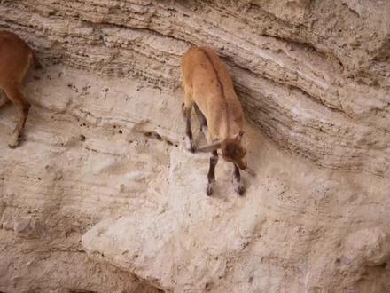 从濒临灭绝到如今随处可见,藏羚羊得以保护,他功不可没! #动物 #动物世界 #藏羚羊 #奇妙的动物