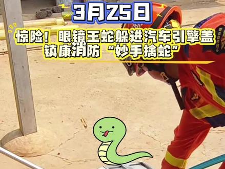 惊险!3月25日,眼镜王蛇躲进汽车引擎盖,镇康消防“妙手擒蛇”(来源:镇康融媒 镇康消防 编辑:熊继涛)#消防抓蛇 #蛇出没 #遇见临沧如回故乡