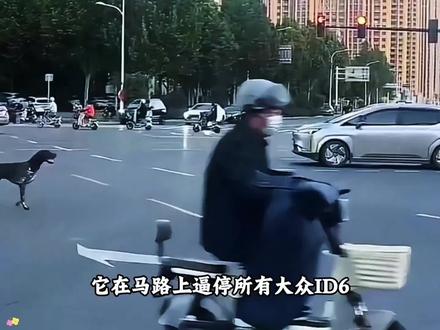波音达犬金宝拦车寻主#狗狗 #宠物#石家庄#剪映