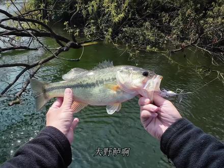 复合亮片是鲈钓中出场频率非常高的饵型!操作简单高效,能适应多种障碍环境,上鱼效果也非常地理想。每一个鲈钓玩家的钓箱里,都应该准备上各种复合亮片!#路亚新手入门教程 #鲈钓#复合亮片
