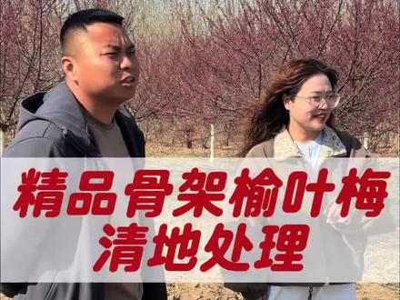 精品骨架榆叶梅清地处理#百亿流量扶持 #抖加上热门 #榆叶梅基地 #苗木供应 #绿化苗木供应
