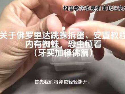 关于#佛罗里达跳蛛 3L苗子的拆窝安置与科普#科普 #科普知识 #爬宠 #异宠