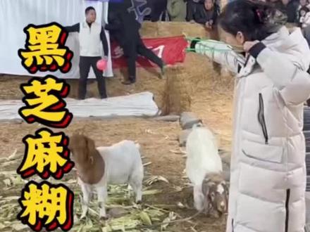 大鑫拉车现场直播回放#奇行千里让爱团圆 #回家是最好的年货 ##美汁源美好成双