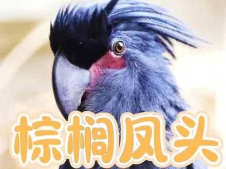 棕榈凤头鹦鹉介绍
#棕榈凤头鹦鹉 #凤头鹦鹉