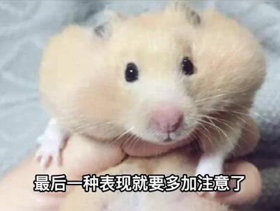 仓鼠快死会有哪几种表现? #仓鼠 #萌宠 #养鼠日常分享