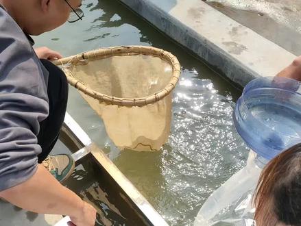 今天双双给大家讲解水花应该如何喂养,水花十分稚嫩,就像是新生的婴儿似的。水花下池后,常规操作是一周以内或者10天之内,用熟蛋黄或者生豆浆调水泼洒水料投喂。投喂的标准是每1万尾水花喂养一个蛋黄。也可以用面粉投喂,每日至少投喂两次哦!养殖人很辛苦,也需要花费很多的心力!大家一定要坚持、努力、顶住呀!#三农 #鱼苗 #抖音助农 #专业的事交给专业的人 #水产养殖技术