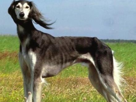 原来哮天犬真的存在,康熙都养过,只是平民不给养罢了!#萌宠 #狗狗 @抖音小助手