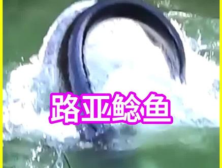 路亚鲶鱼视觉盛宴,假饵比我钓的鱼都大。#钓鱼 #户外 #路亚