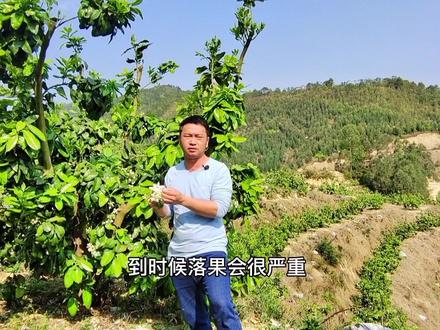 蜜柚春季花期管理,重点防治蓟马和红蜘蛛。安全用药预防药害。#抖音新农人 #农场日记 #农业技术