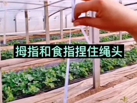 蔬菜吊绳,简单易学!#蔬菜大棚 #蔬菜种植