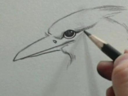 怎么画一只翠鸟(੭ु ›◡ु‹ )੭ु ˄̻ ̊ ˄̻ ̊ ˄̻ ̊ ˄̻ ̊#素描 #抖音小助手