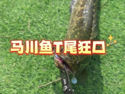 新开的路亚基地来试试马川鱼T尾狂口,没想到大老黑直接一口太刺激了#路亚 #马川鱼 #路亚黑坑 #路亚黑鱼 #路亚鲈鱼