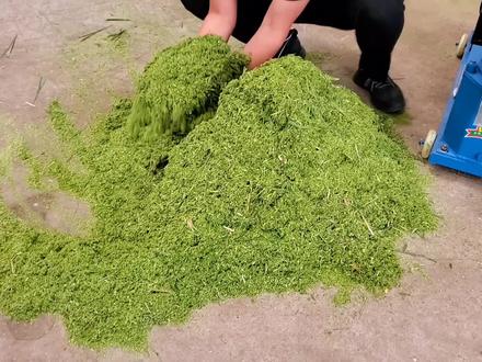 新鲜青草造颗粒,测试家用160颗粒机 #青草颗粒 #养殖 #青饲料颗粒 #养猪 #养鸡 #养牛 #颗粒机