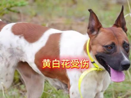 目前黄白花受伤(伤口没有打穿)#上热门#感谢抖音 #西北刀客黄白花受伤 #西北刀客黄白花@西北刀客-公益护农 @DOU+上热门 @西北刀客-机油手