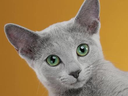 蓝猫多少钱一只#家有萌宠 #蓝猫价格#萌宠 #喵星人 #蓝猫 @抖音小助手