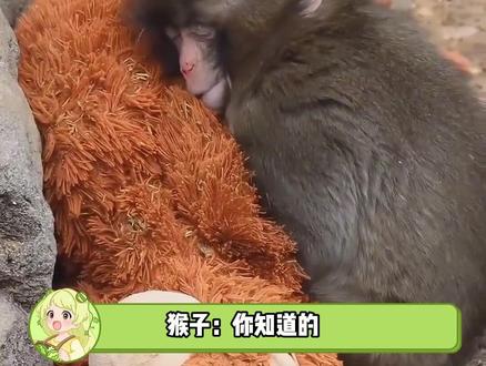 新的一年Panchi会有更多好朋友 #可爱小猴子视 #新的一年希望我们越来越好 #小猴子Panchi