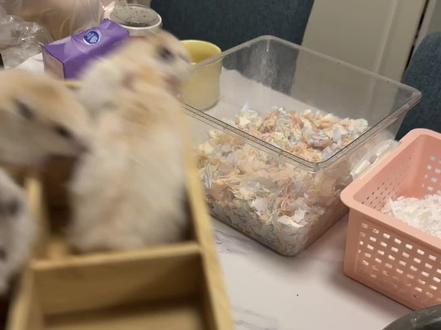 您的仓鼠霉豆腐正在出餐中… #金丝熊 #仓鼠 #鼠鼠 #霉豆腐 #鼠鼠我呀