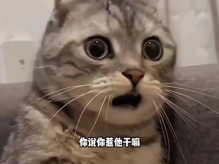 你说你惹他干嘛 #学习 #英语 #儿童读物