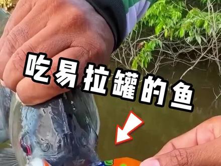 虎头鱼,一种不挑食的小鱼#奇闻趣事 #涨知识 #动物世界