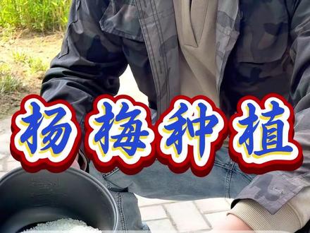 杨梅水肥加尿素,果子丰收挡不住 #杨梅种植 #杨梅 #杨梅熟了 #杨梅种植技术 #种杨梅