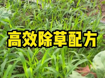 高效除草配方#除草 #除草配方 #农业种植