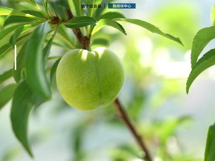 关于蜂糖李,听听种植户们怎么说。#镇宁蜂糖李